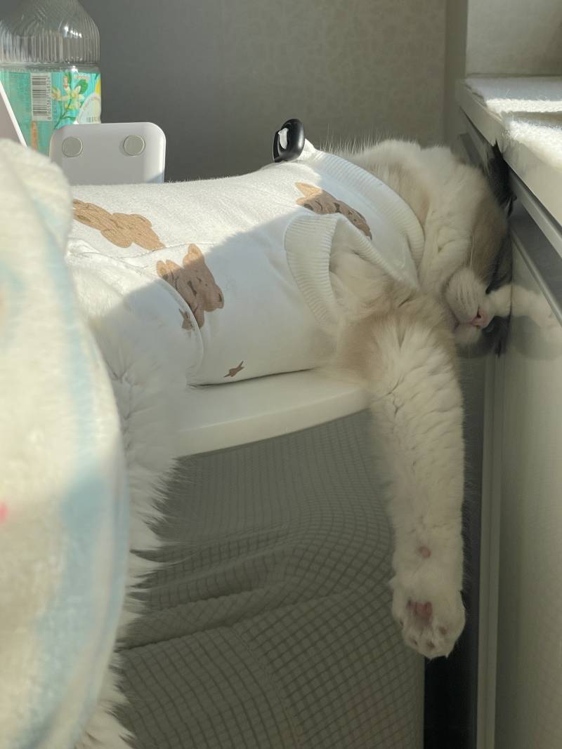 [잡담] 우리집 냥이 자는거 볼 사람ㅋㅋㅋㅋ 왜이러고 자🤍🤍 | 인스티즈