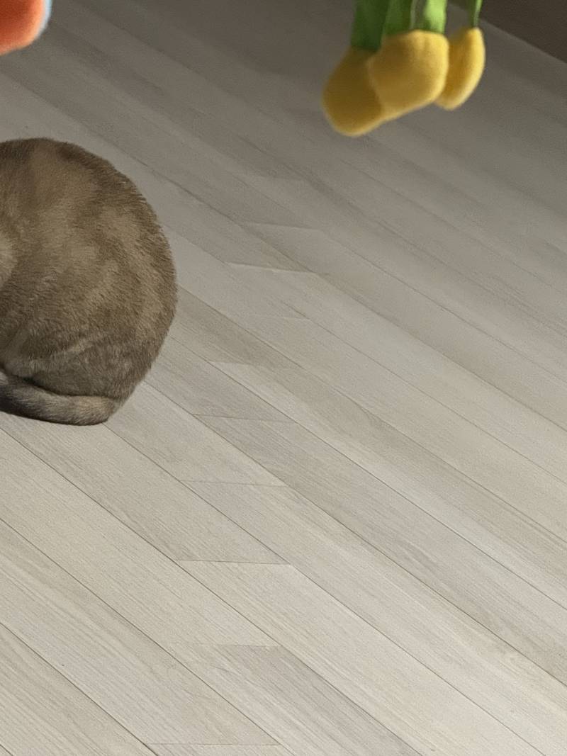 고양이) [잡담] 두바이 쫀득볼진짜맛잇겟다.. | 인스티즈