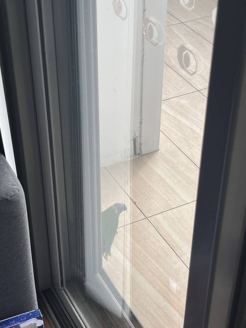 [잡담] 집창문에 새가 부딪히더니 5분동안 제자리에 있어ㅠㅠ | 인스티즈