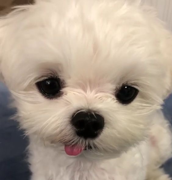 [잡담] 나폴리탄파스타vs간장연어새우덮밥(골라주면 선물 줌) | 인스티즈
