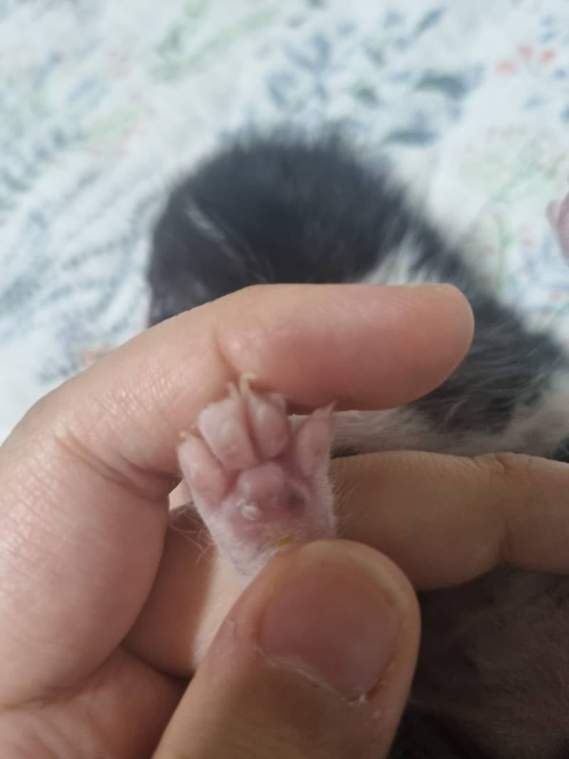 [잡담] 고양이 발바닥🐾 | 인스티즈