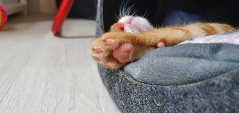[잡담] 고양이 발바닥🐾 | 인스티즈