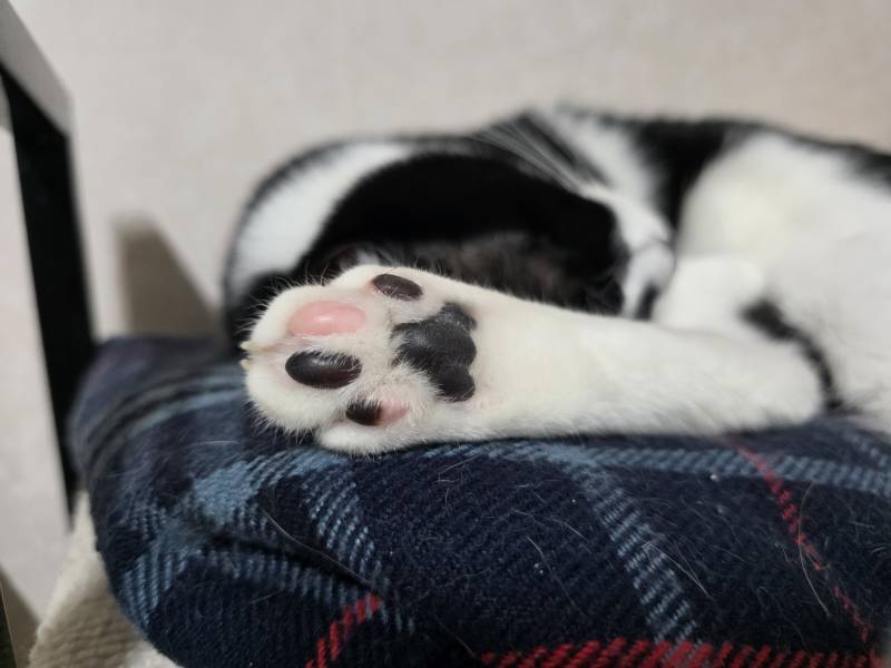 [잡담] 고양이 발바닥🐾 | 인스티즈