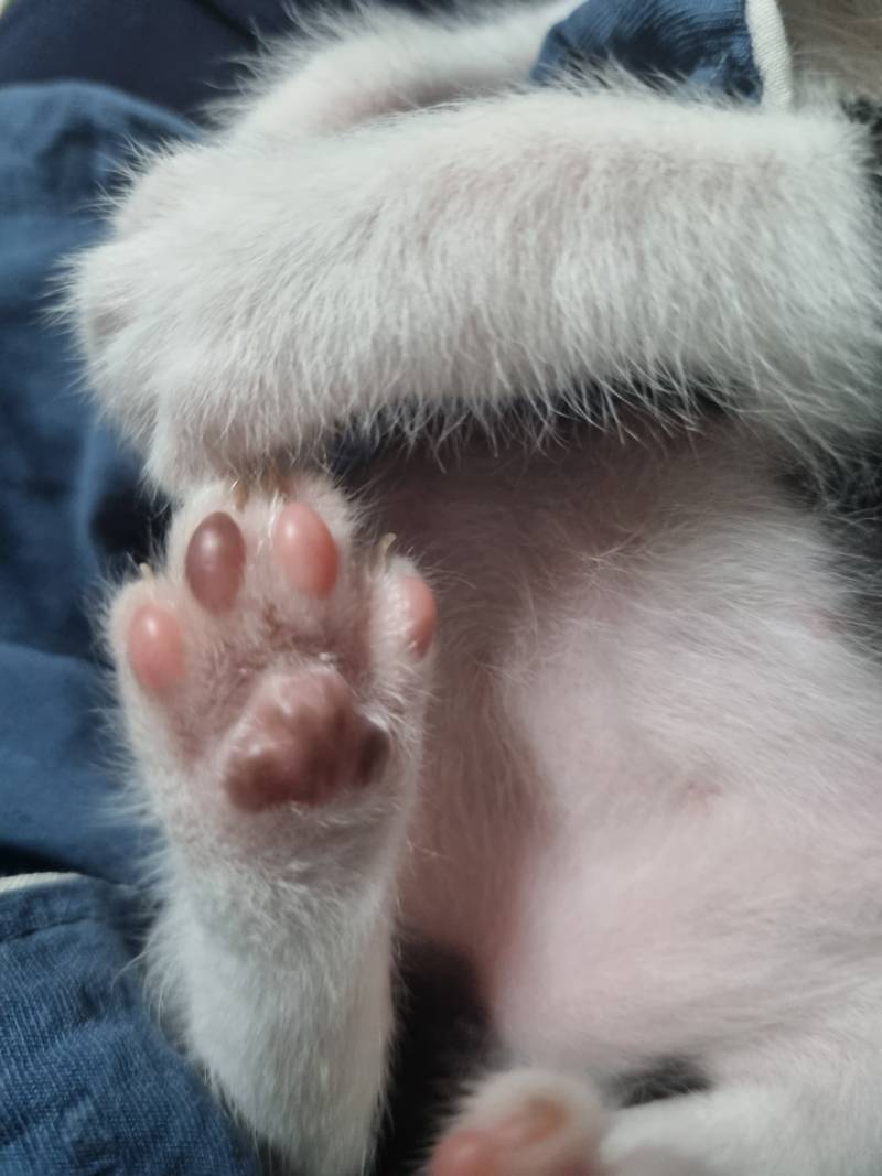 [잡담] 고양이 발바닥🐾 | 인스티즈