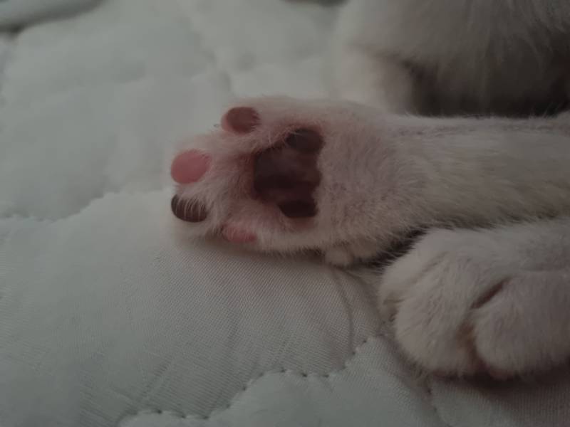 [잡담] 고양이 발바닥🐾 | 인스티즈