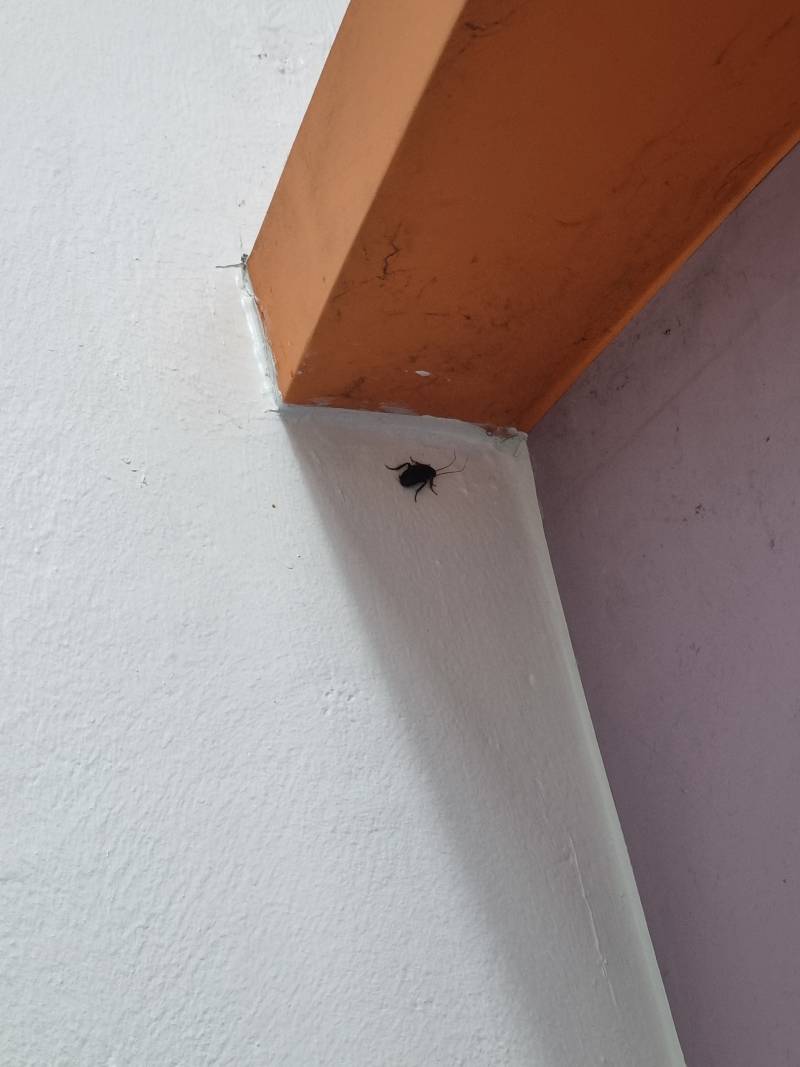 [잡담] 이거 무슨 벌레야?? (ㅎㅇㅈㅇ) | 인스티즈
