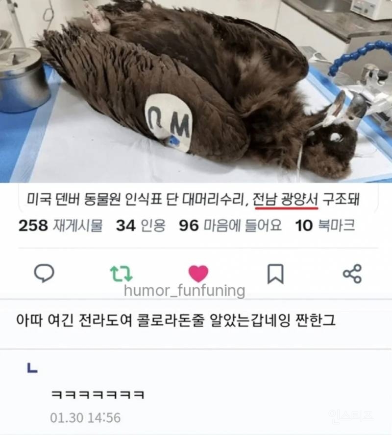 전라도에서 구조된 미국 독수리 | 인스티즈