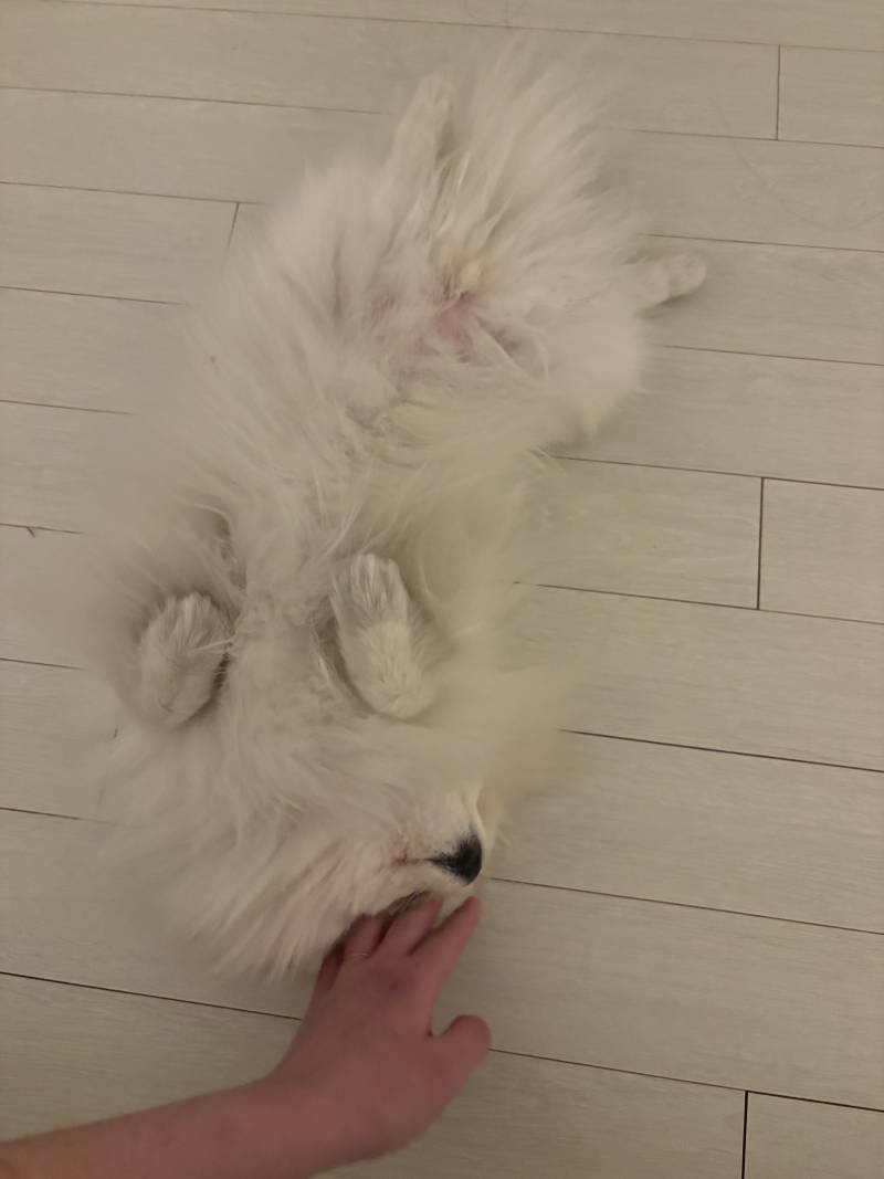 [잡담] 이 강아지 어때보여 | 인스티즈