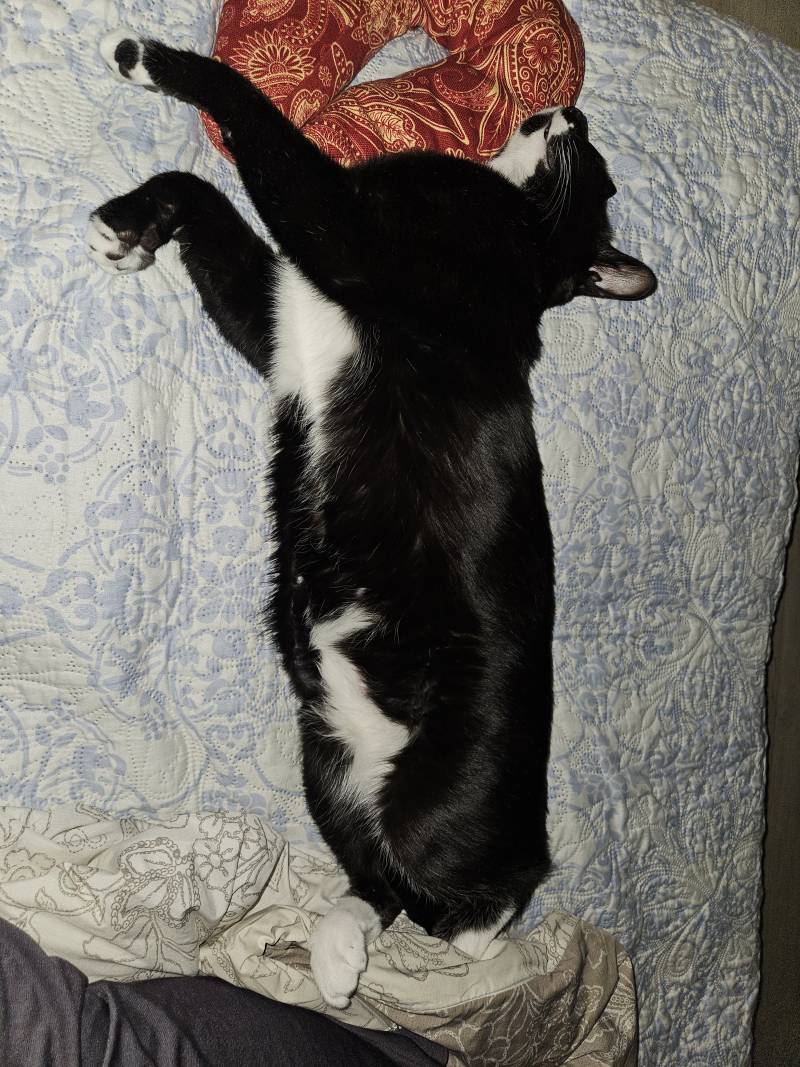 [잡담] 우리집 고양이 자는거 보고가 | 인스티즈