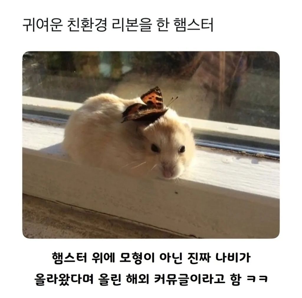 [잡담] 햄스터가 그렇게 귀여워? | 인스티즈