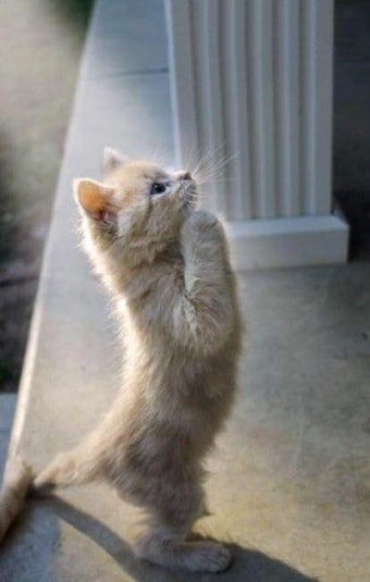 [잡담] 카뱅라이즈도와주세요🥹🙏 | 인스티즈