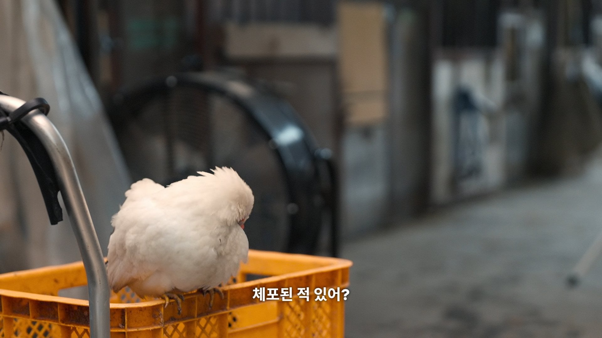[잡담] 넷플 불량연애 어떤 프로인지 알려줄게 | 인스티즈