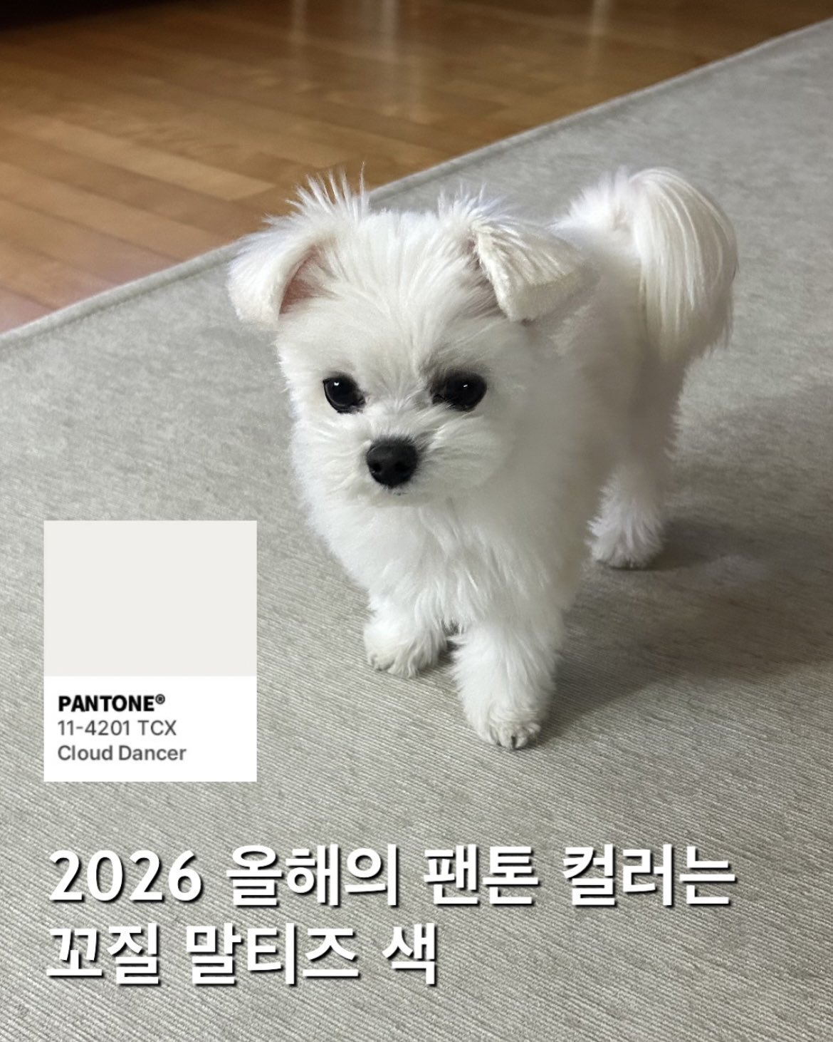 [잡담] 내년 성찬의해 | 인스티즈