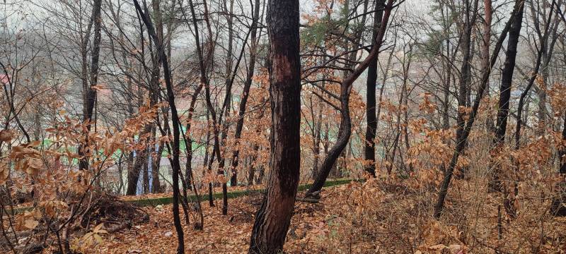 [잡담] 청설모 찍었어 | 인스티즈