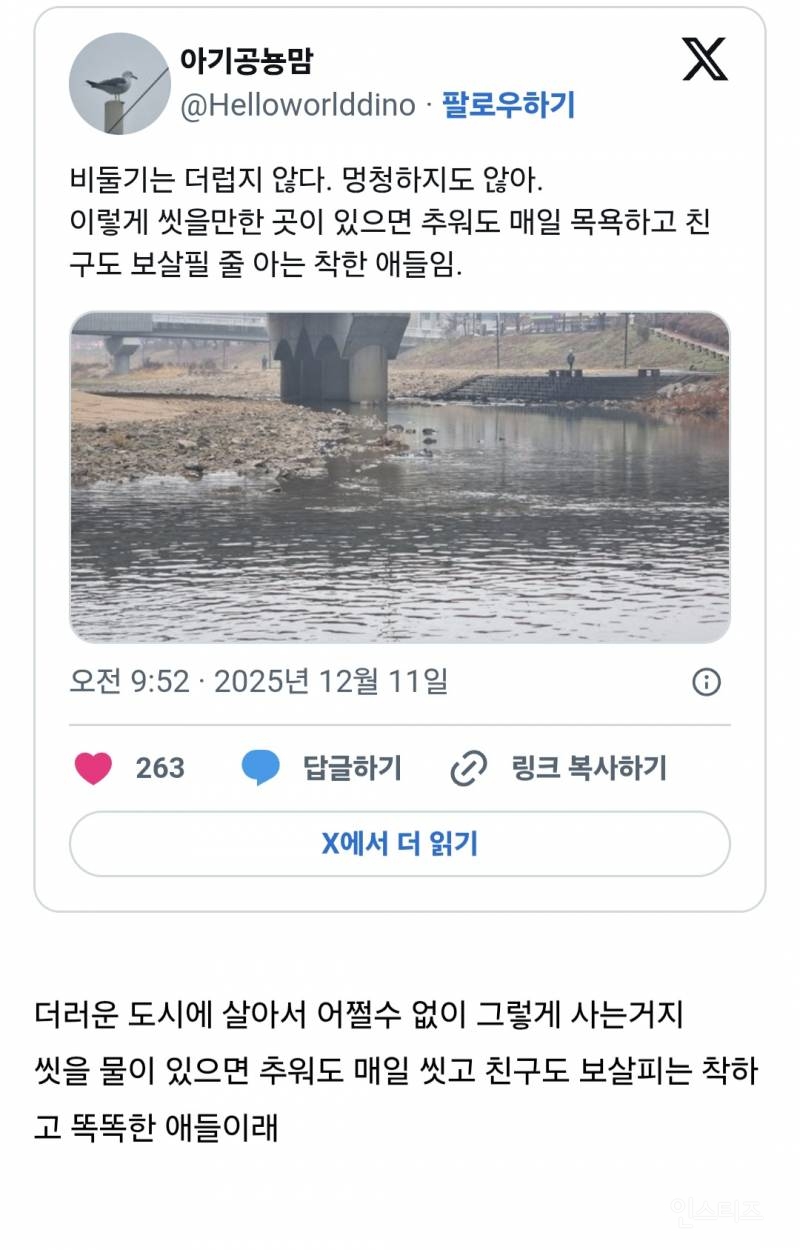 사실 비둘기는 깨끗하고 착하고 똑똑한 애들이야 | 인스티즈