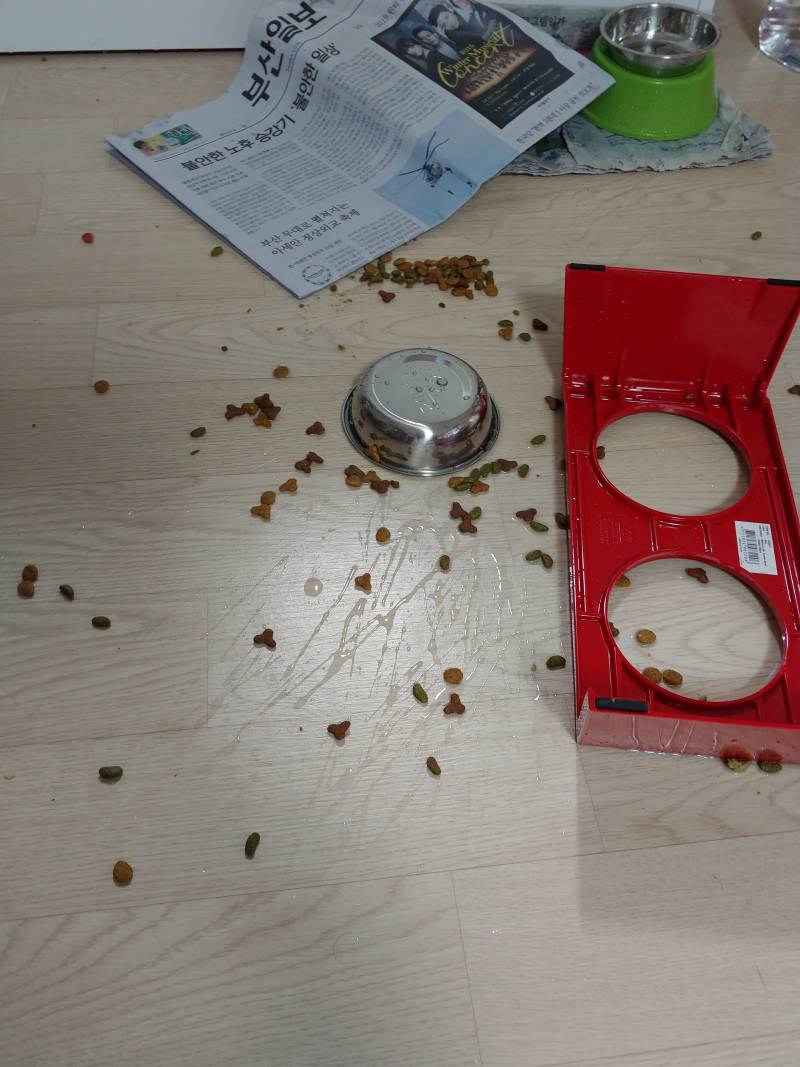 [잡담] 우리집 똥고양이 성질머리 보고 갈래? | 인스티즈