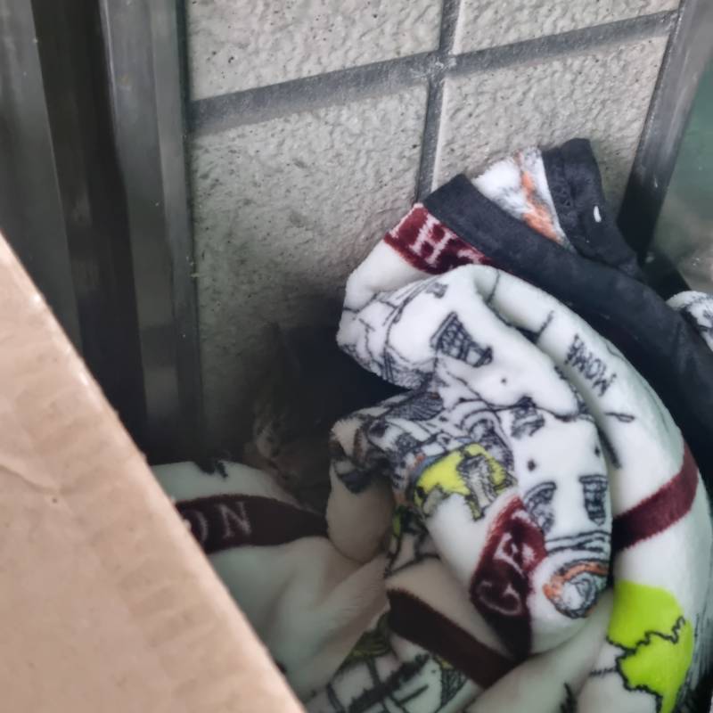 [잡담] 피흘리면서 앉아있는 새끼 길고양이 발견했는데ㅜㅜ | 인스티즈