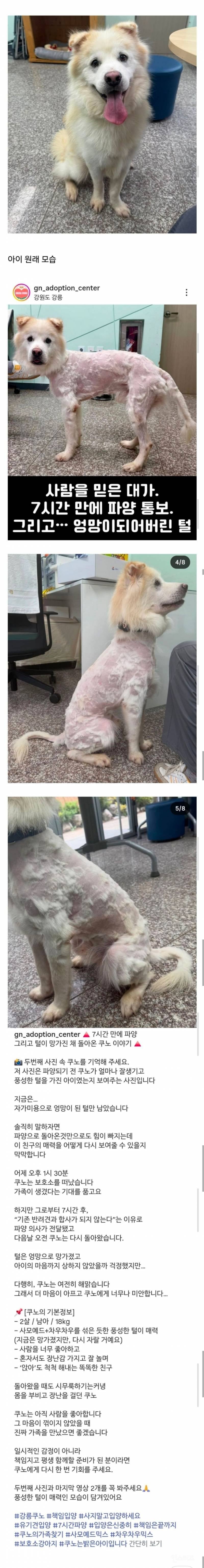 입양간지 7시간만에 파양되어 돌아온 강아지 | 인스티즈