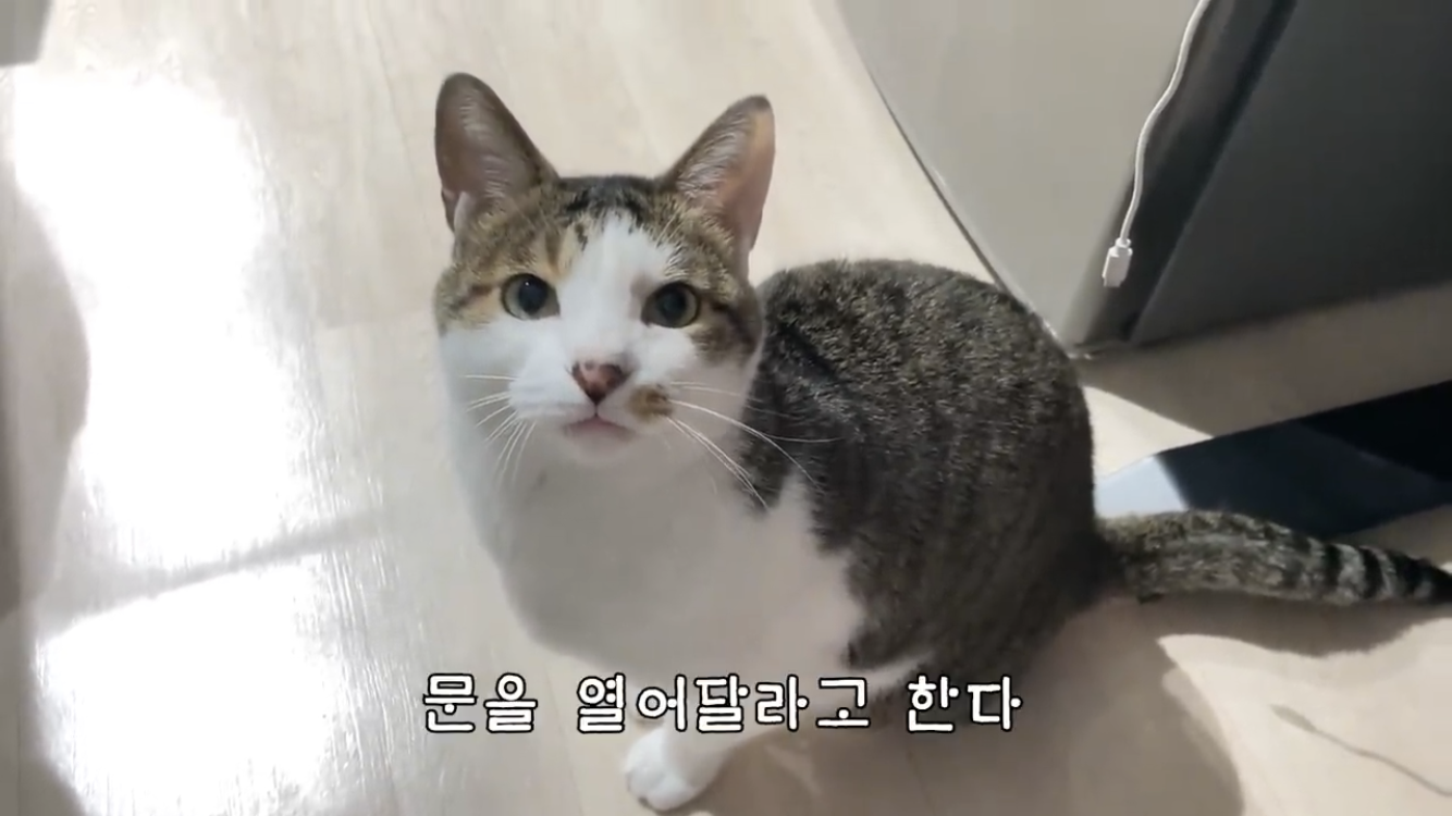 [잡담] 내기준 젤 귀여운 유튜브 고양이 투탑 | 인스티즈