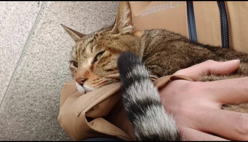 [잡담] 고양이 심리 잘 아는사람?? | 인스티즈
