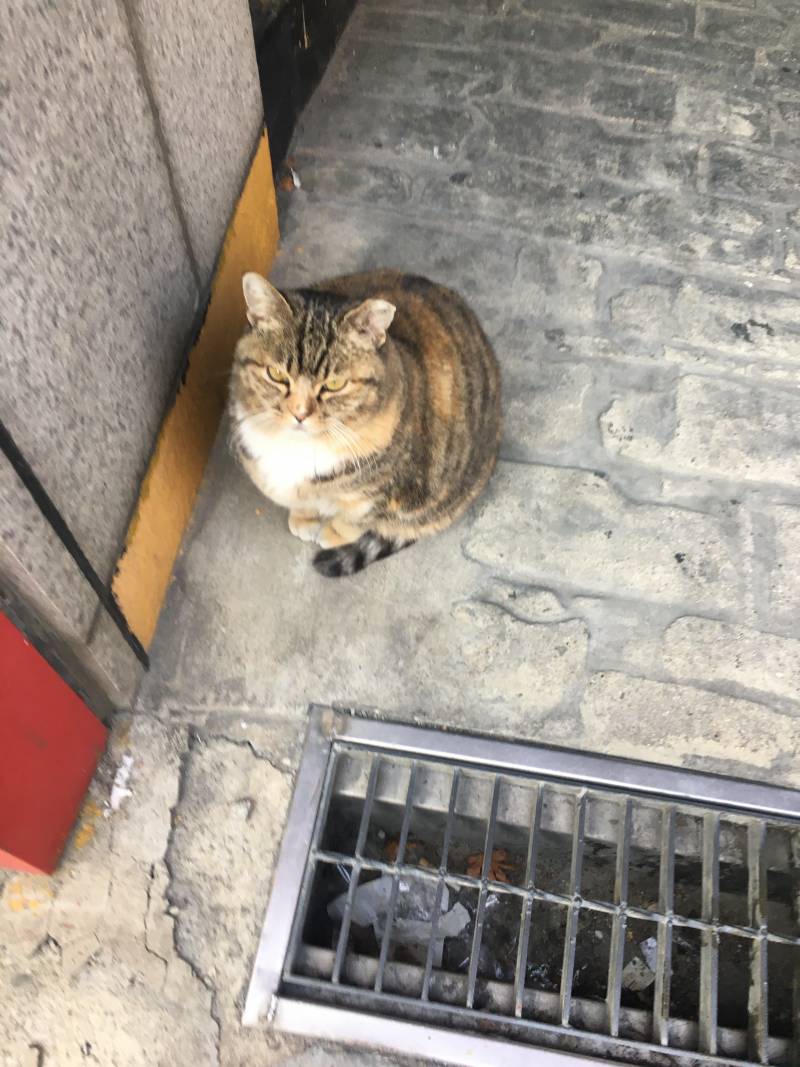 [잡담] 애교 많은 길고양이 짠해 | 인스티즈