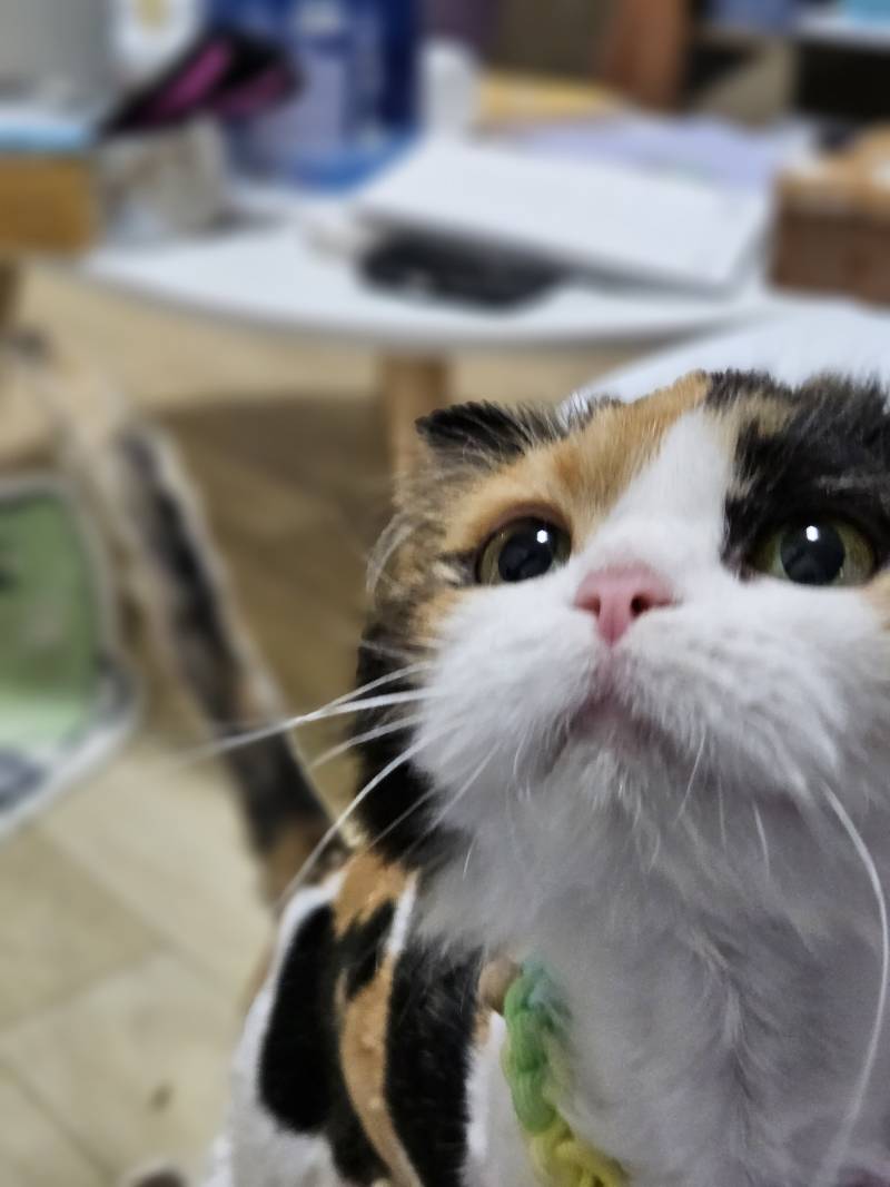 [잡담] 우리 고양이들 집냥이 적응 전후 냥귀여움 ㅠㅠ | 인스티즈