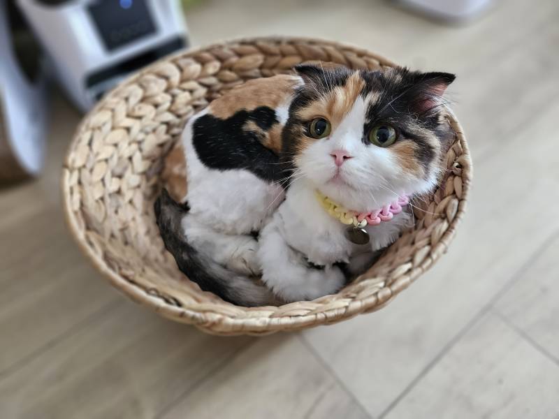 [잡담] 우리 고양이들 집냥이 적응 전후 냥귀여움 ㅠㅠ | 인스티즈