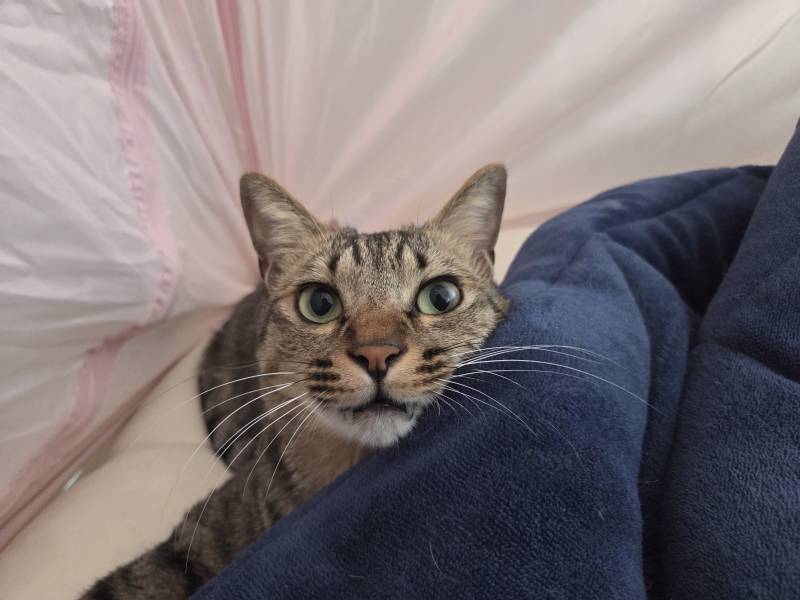 [잡담] 우리 고양이들 집냥이 적응 전후 냥귀여움 ㅠㅠ | 인스티즈