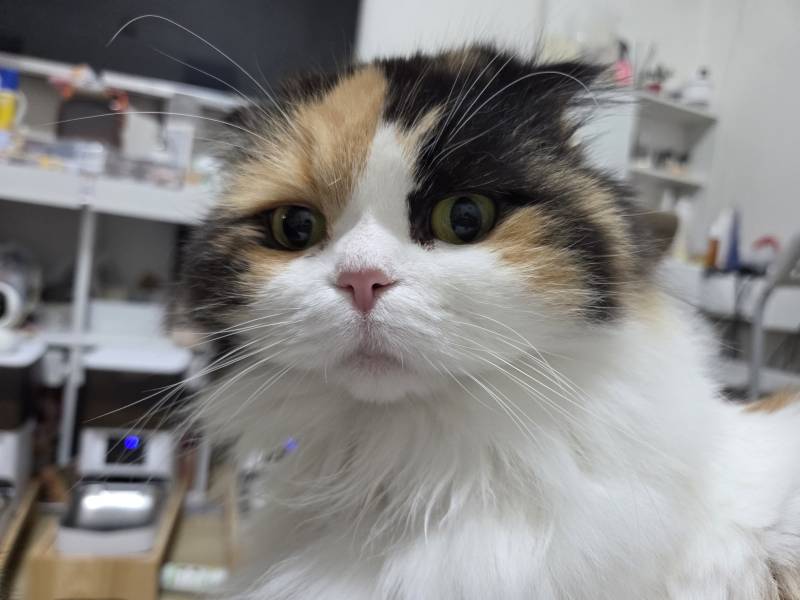 [잡담] 우리 고양이들 집냥이 적응 전후 냥귀여움 ㅠㅠ | 인스티즈