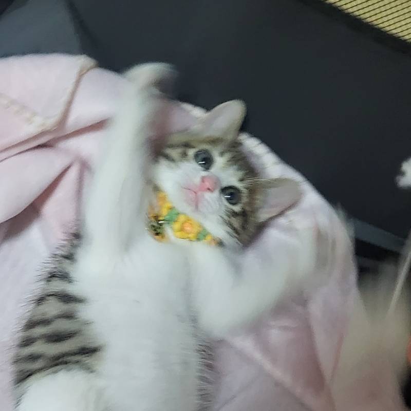[잡담] 우리 고양이들 집냥이 적응 전후 냥귀여움 ㅠㅠ | 인스티즈