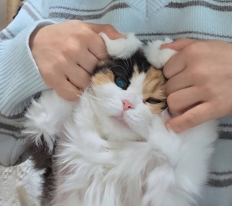 [잡담] 우리 고양이들 집냥이 적응 전후 냥귀여움 ㅠㅠ | 인스티즈