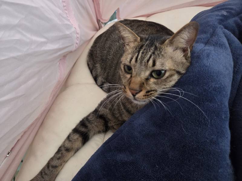 [잡담] 우리 고양이들 집냥이 적응 전후 냥귀여움 ㅠㅠ | 인스티즈