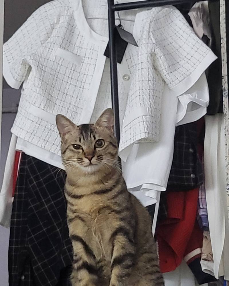 [잡담] 우리 고양이들 집냥이 적응 전후 냥귀여움 ㅠㅠ | 인스티즈