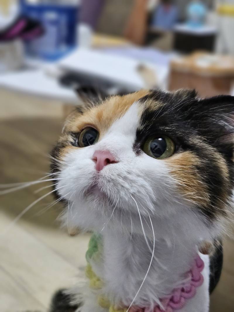 [잡담] 우리 고양이들 집냥이 적응 전후 냥귀여움 ㅠㅠ | 인스티즈