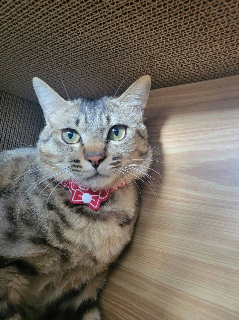 [잡담] 우리 고양이들 집냥이 적응 전후 냥귀여움 ㅠㅠ | 인스티즈