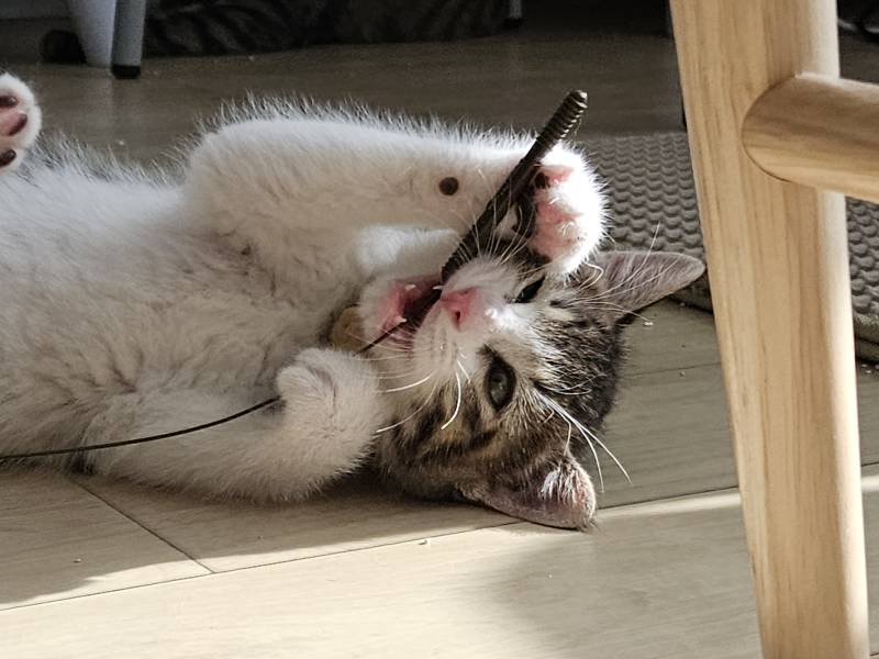 [잡담] 우리 고양이들 집냥이 적응 전후 냥귀여움 ㅠㅠ | 인스티즈