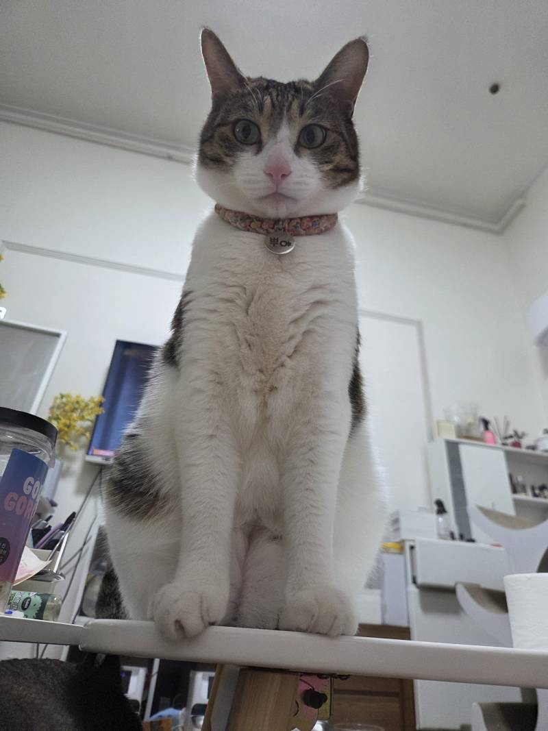 [잡담] 우리 고양이들 집냥이 적응 전후 냥귀여움 ㅠㅠ | 인스티즈