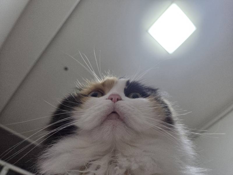 [잡담] 우리 고양이들 집냥이 적응 전후 냥귀여움 ㅠㅠ | 인스티즈