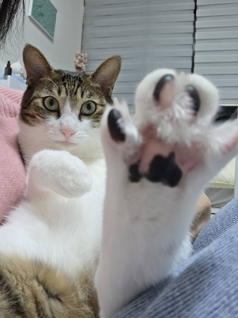[잡담] 우리 고양이들 집냥이 적응 전후 냥귀여움 ㅠㅠ | 인스티즈