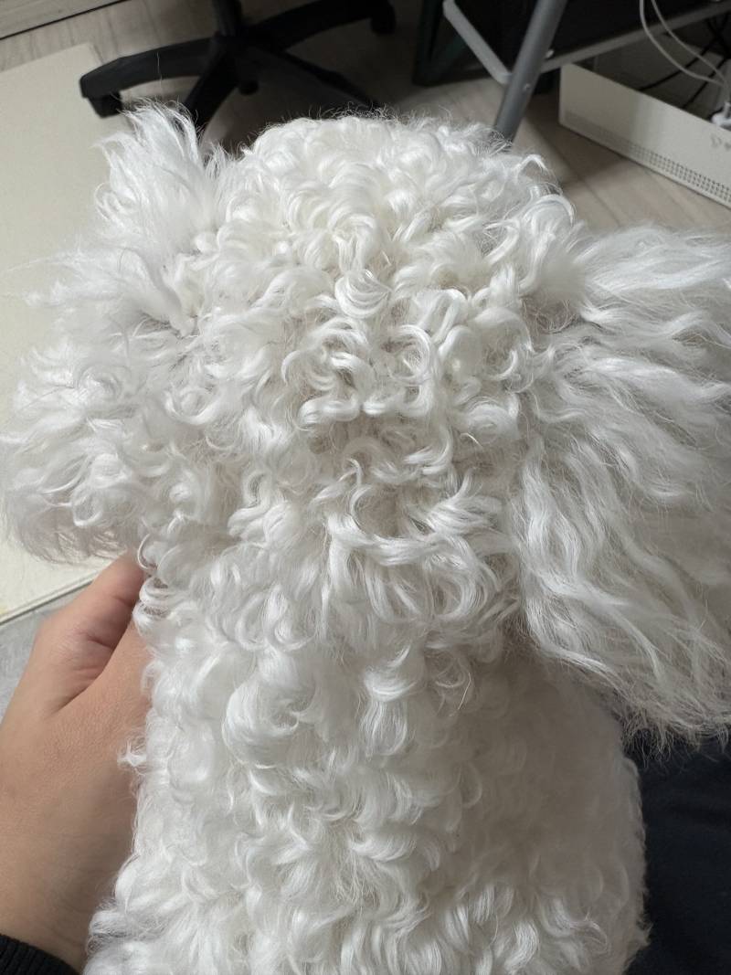 [잡담] 강아지아 너무 뽀글뽀글해 | 인스티즈