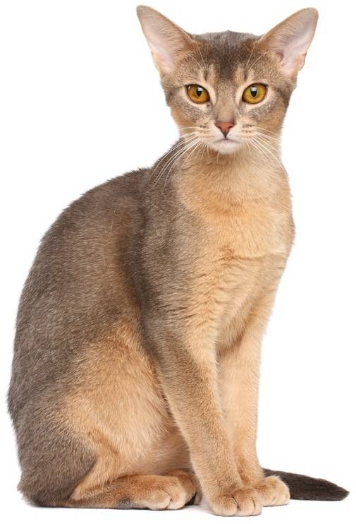 [잡담] 이 고양이 품종 진짜 잘생겼다 처음 알았어 | 인스티즈