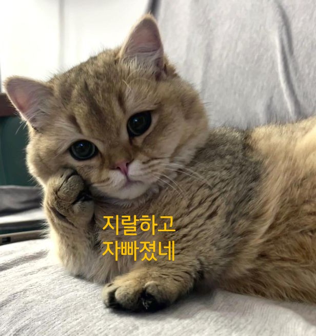 [마플] 안든 배우들 찾지말고 든배우들 추카나해줘라 | 인스티즈