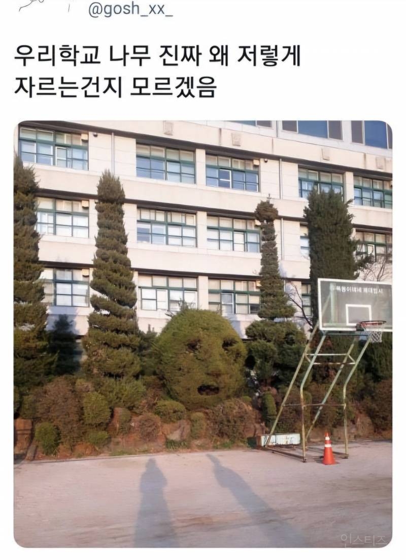우리학교 나무 진짜 왜 저렇게 자르는건지 모르겠음 | 인스티즈