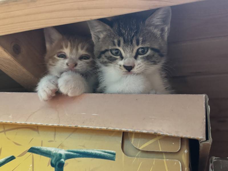[잡담] 우리 애들 8개월인데 폭퐁성장함🐱 | 인스티즈