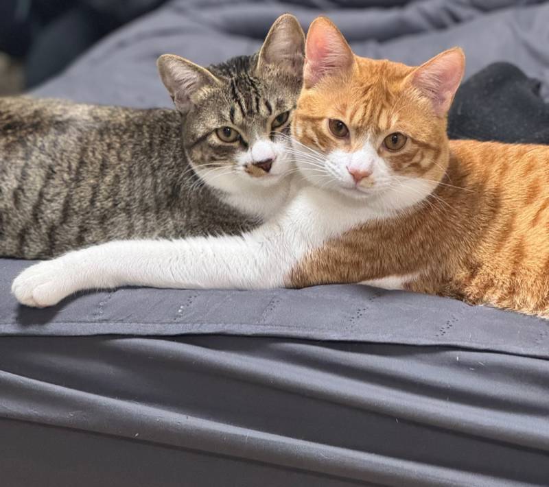 [잡담] 우리 애들 8개월인데 폭퐁성장함🐱 | 인스티즈