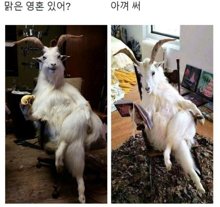 [잡담] 오하아사 염소자리 짤이 너무 웃김 | 인스티즈