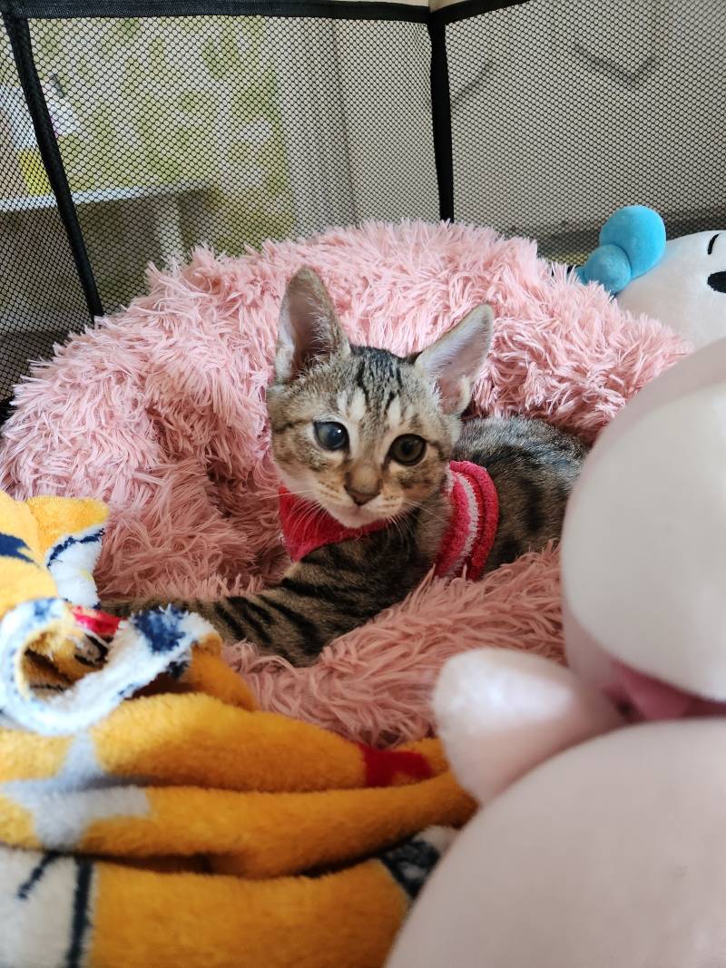 [잡담] 울 고앵 확대 체감짤ㅋㅋㅋㅋ 🐱 | 인스티즈