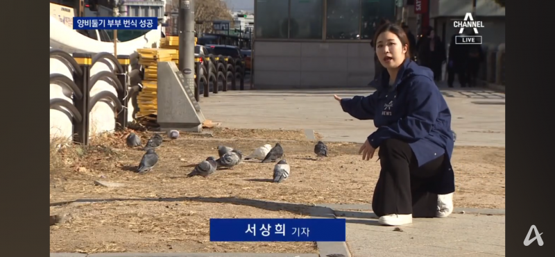 [잡담] 비둘기랑 이렇게 가까이 있을 수 있어? | 인스티즈