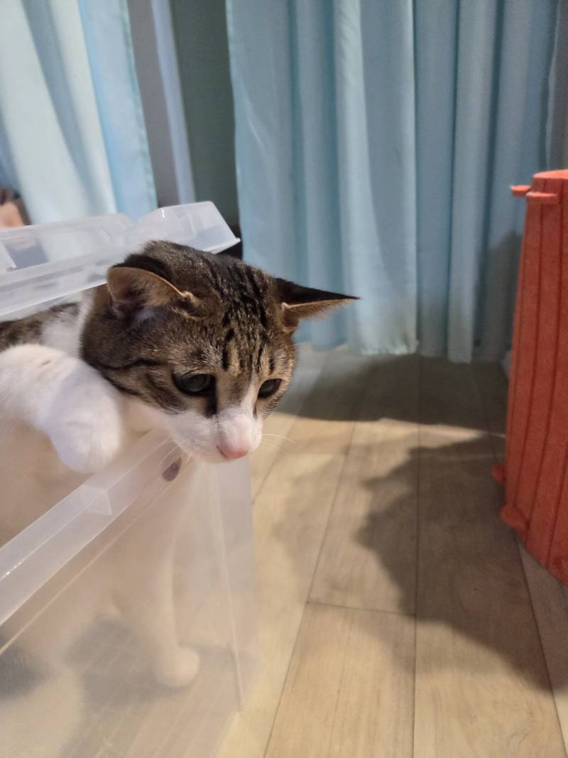 [잡담] 우리집 고양이 지가 갇혀놓고 세상 억울한 표정 짓넼ㅋㅋ | 인스티즈
