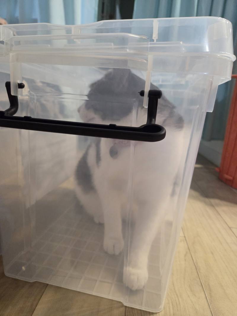 [잡담] 우리집 고양이 지가 갇혀놓고 세상 억울한 표정 짓넼ㅋㅋ | 인스티즈